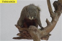 藏品(赤腹松鼠)的圖片